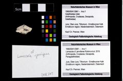 Foto (Objekt + Etikett) von Lemacola cf. jenniferae (Robins et al., 2016)  (NHMW-GEO-1990-0041-3981)